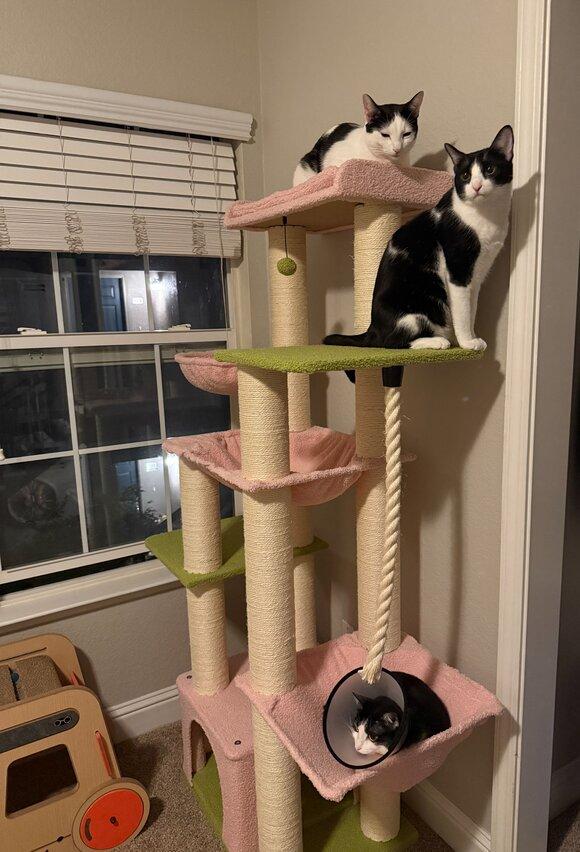 KittyKingdom