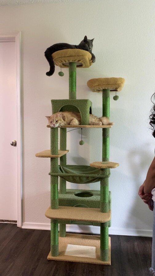 MeowMansion